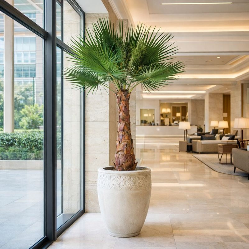 Fan Palm Tree product view